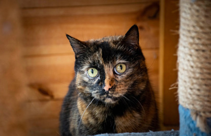 tortoiseshell cat