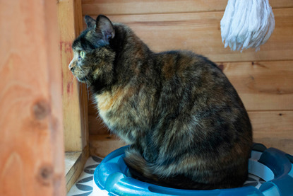 tortoiseshell cat looking out window