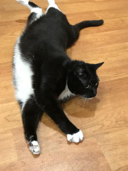 overweight black and white cat laying on wooden floor