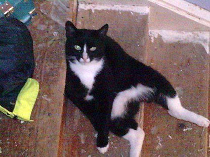 black and white cat sitting on wooden staircase