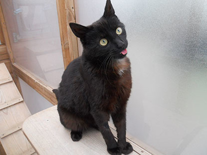 black cat with tongue out