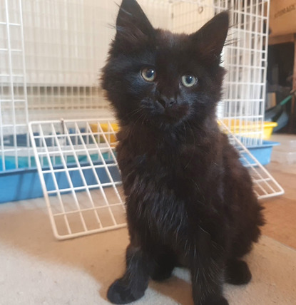 longhaired black kitten by cat carrier