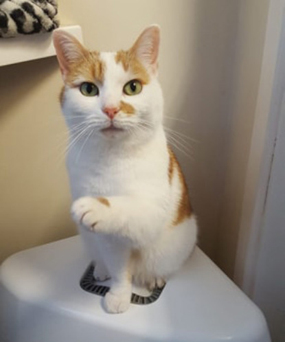 ginger and white cat holding out paw