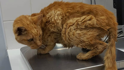 Stray underweight ginger cat at vets