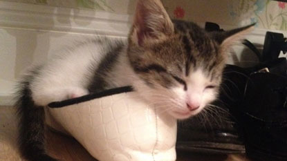 White, black and tabby kitten asleep in a shoe