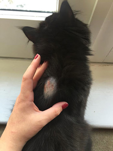 black cat with sore skin patch on back