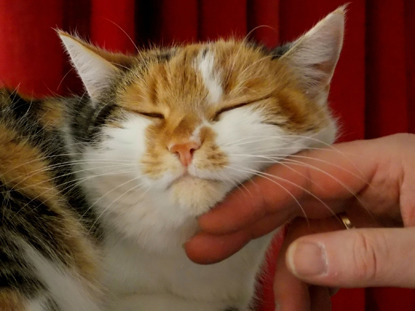 tortoiseshell cat having a chin rub
