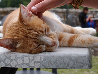 Ginger and white cat being stroked outside