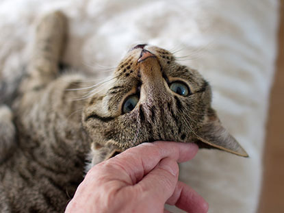 Tabby cat having their head rubbed