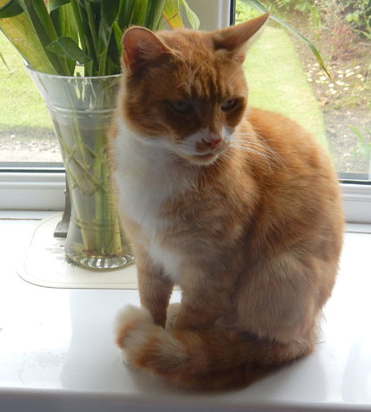 ginger and white cat on windowsill