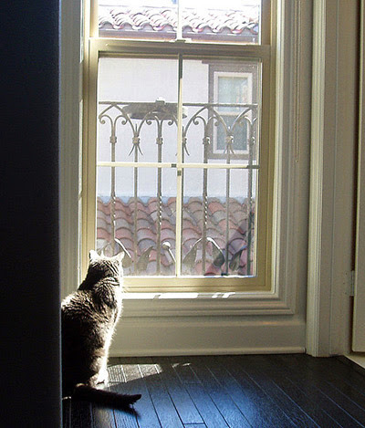 grey cat looking out window and sitting in sun