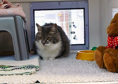 grey and white longhaired cat in rehoming centre