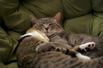 two tabby cats cuddling