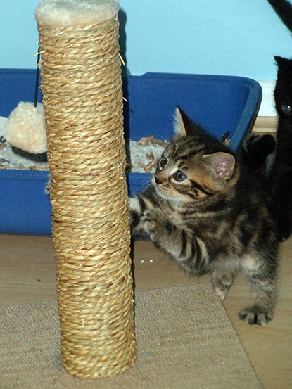 tabby kitten using scratch post