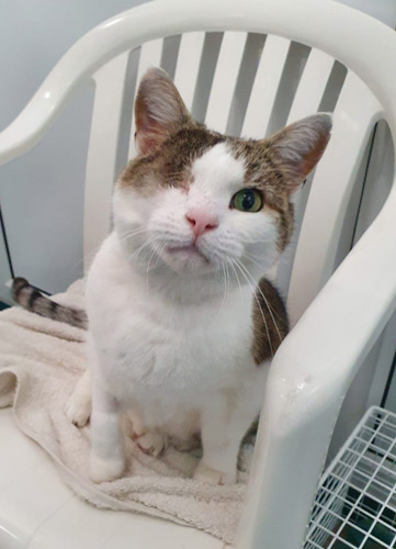 one-eyed tabby and white cat sitting on white plastic chair