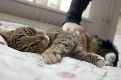 tabby lying on bedding being stroked by human hand