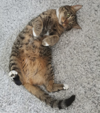 tabby cat lying on back showing its tummy