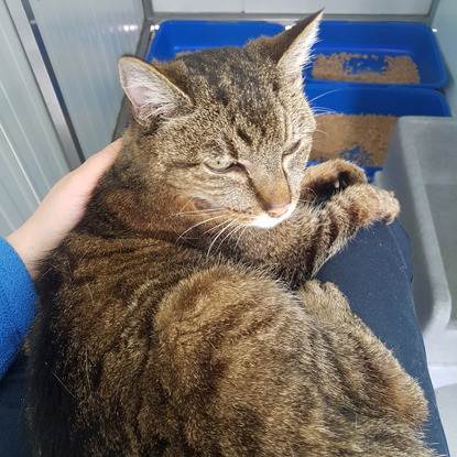 tabby cat being stroked by Cats Protection employee