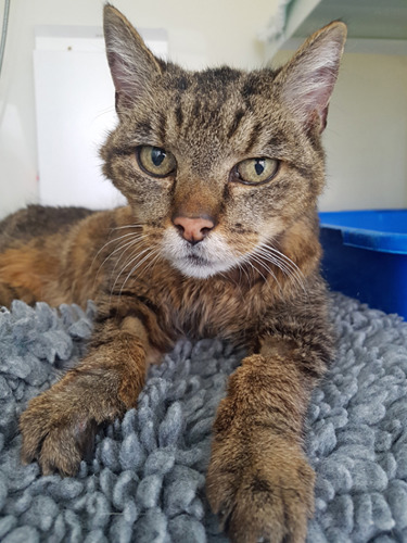 skinny tabby cat sitting on fleece blanket in cat rescue pen