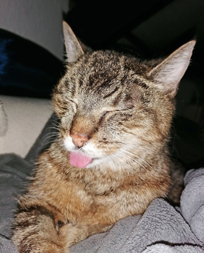 tabby cat sticking out tongue