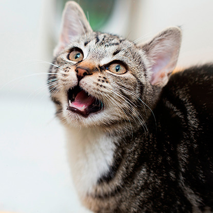 Tabby cat with mouth open