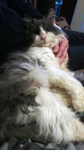 Grey-and-white cat enjoying a chin rub