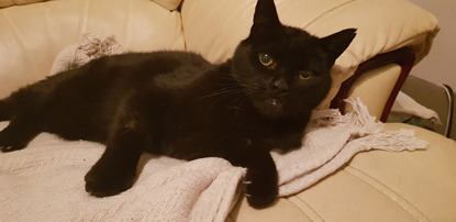 black cat laying on cream sofa
