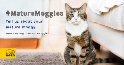 Mature Moggies – tell us about your mature moggy graphic