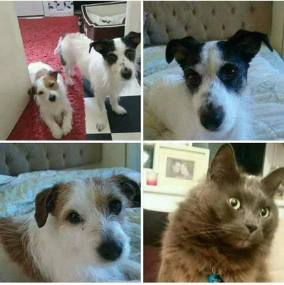 collage of dogs and cat