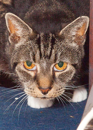 tabby cat with amber eyes