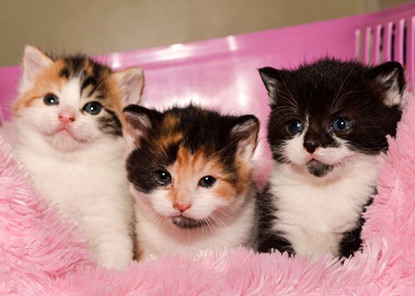 two calico kittens and one black and white kitten in pink cat bed