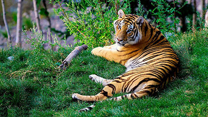 tiger lying on grass