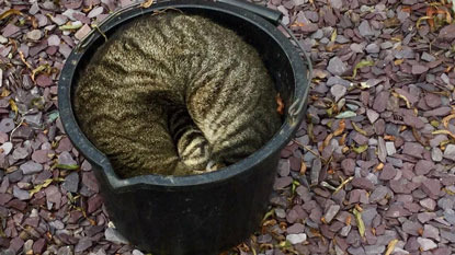 brown tabby cat asleep in a bucket