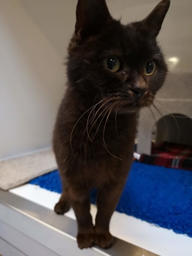 black cat in rescue centre pen