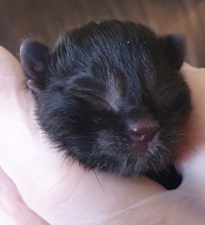 tiny black newborn kitten in human hand