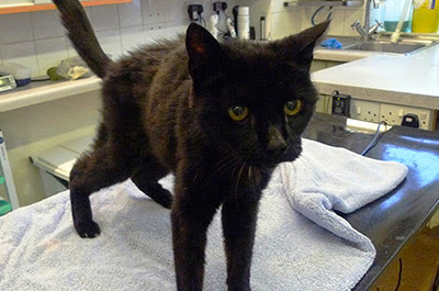 black cat standing on table at vet surgery