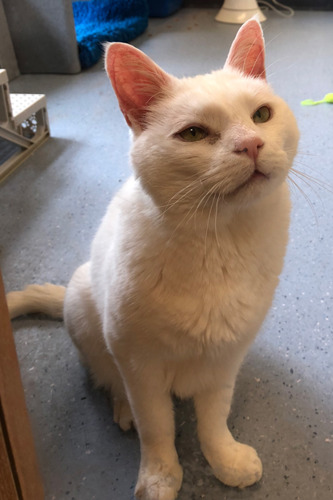 white cat sitting on adoption centre floor