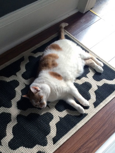 ginger and white cat lying on monochrome rug