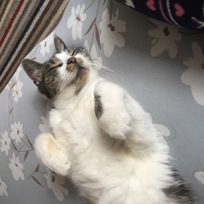 tabby and white cat lying on back