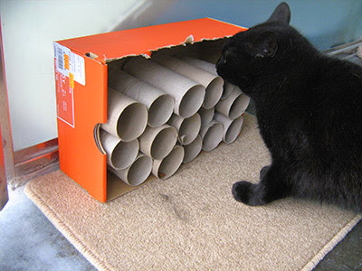 black cat sniffing homemade feeding toy made of toilet rolls