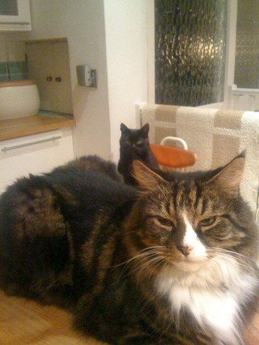 long-haired tabby can and black cat in a kitchen