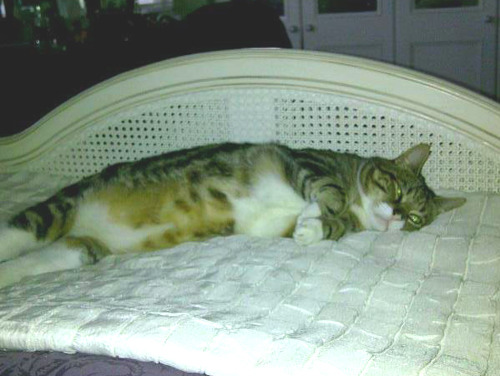 tabby cat lying on bedspread