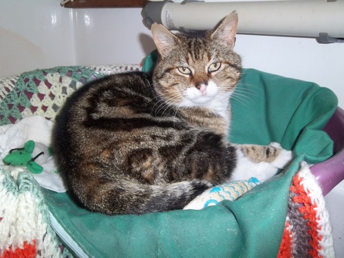 tabby and white cat in cat bed