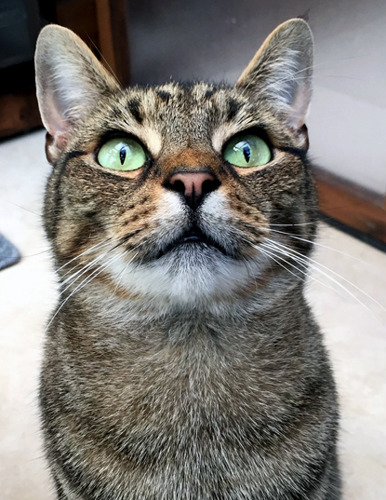 tabby cat with green eyes