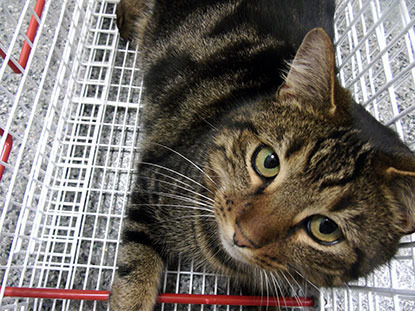 tabby cat in travel carrier