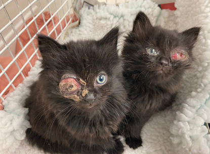 two black long-haired kittens each with a damaged eye