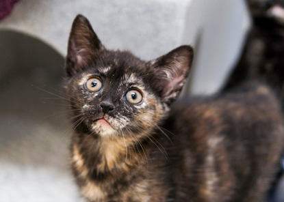 tortoiseshell kitten