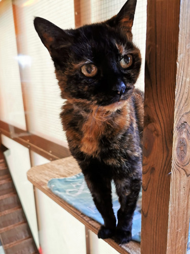 tortoiseshell cat standing on a shelf in a cat pen