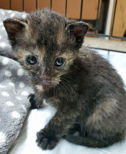 tortoiseshell kitten