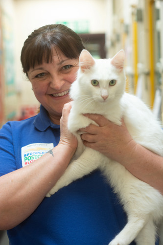 Cats Protection woman holding white cat
